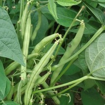 New Provider Green Bush Bean Seeds Organic Fresh USA Garden - £7.37 GBP