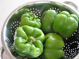 200 Sweet Green California Wonder Bell Pepper Capsicum Annuum Vegetable ... - $15.20