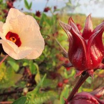 Fresh USA Seller Roselle Hibiscus Seeds Hibiscus Sabdariffa Original Subshrub Pl - £15.07 GBP