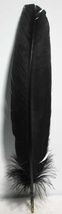 Black Feather for Book of Shadows Quill or for Smudging! - $2.92
