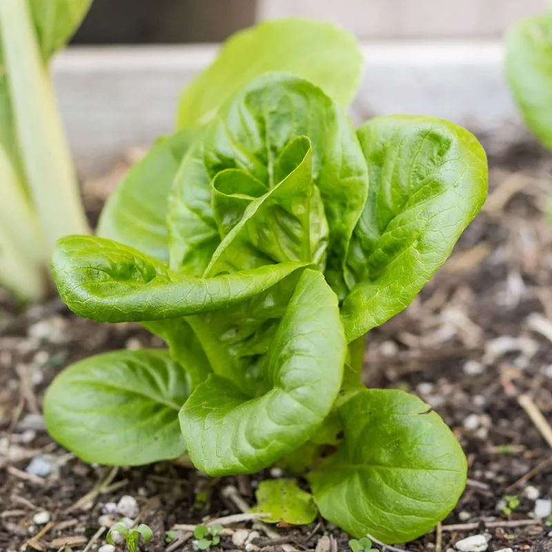 PSStore 500 Little Gem Butterhead Lettuce Seeds Catalog - £7.06 GBP