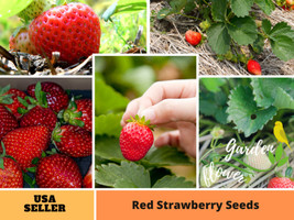 100 seeds Red Strawberry Fruit Garden in a Flash - £7.56 GBP