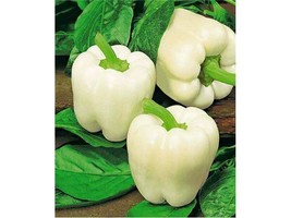 Sweet White Bell Pepper, 8 Seeds - $10.29