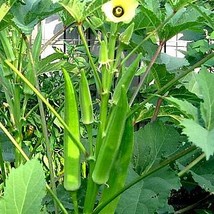 Heirloom Seeds Vegetable Garden Okra Seeds non GMO Okra seeds - 100 Fres... - £4.78 GBP