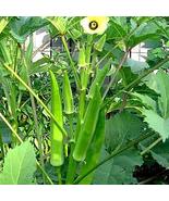 Heirloom Seeds Vegetable Garden Okra Seeds non GMO Okra seeds - 100 Fres... - £4.69 GBP