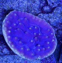 Turbinaria Purple Scroll Coral - £35.54 GBP