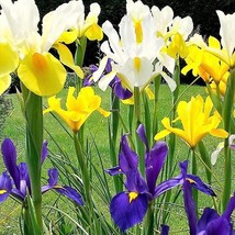 Fresh New 20 Mixed Siberian Iris Sibirica Iris Bicolor Blue Red White Purple Sib - £11.28 GBP