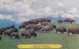 Florence Colorado CO Herd Buffalo 1958 to Fairfield Iowa Postcard D19 - £2.23 GBP