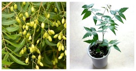 Live Plant Neem (Azadirachta indica) tropical live tree  - $84.99