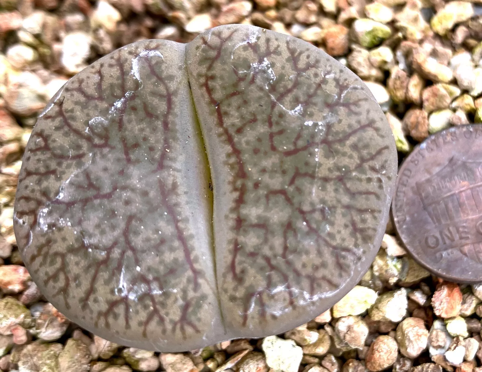 Mesemb Plant - Lithops pseudotruncatella elisabethiae C187 - Pinkish! - $31.17