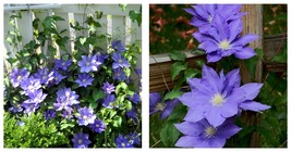 2.5&quot; Pot - H.F. Young Clematis Vine - Huge Wedgewood Blue Flowers - Live... - $48.99