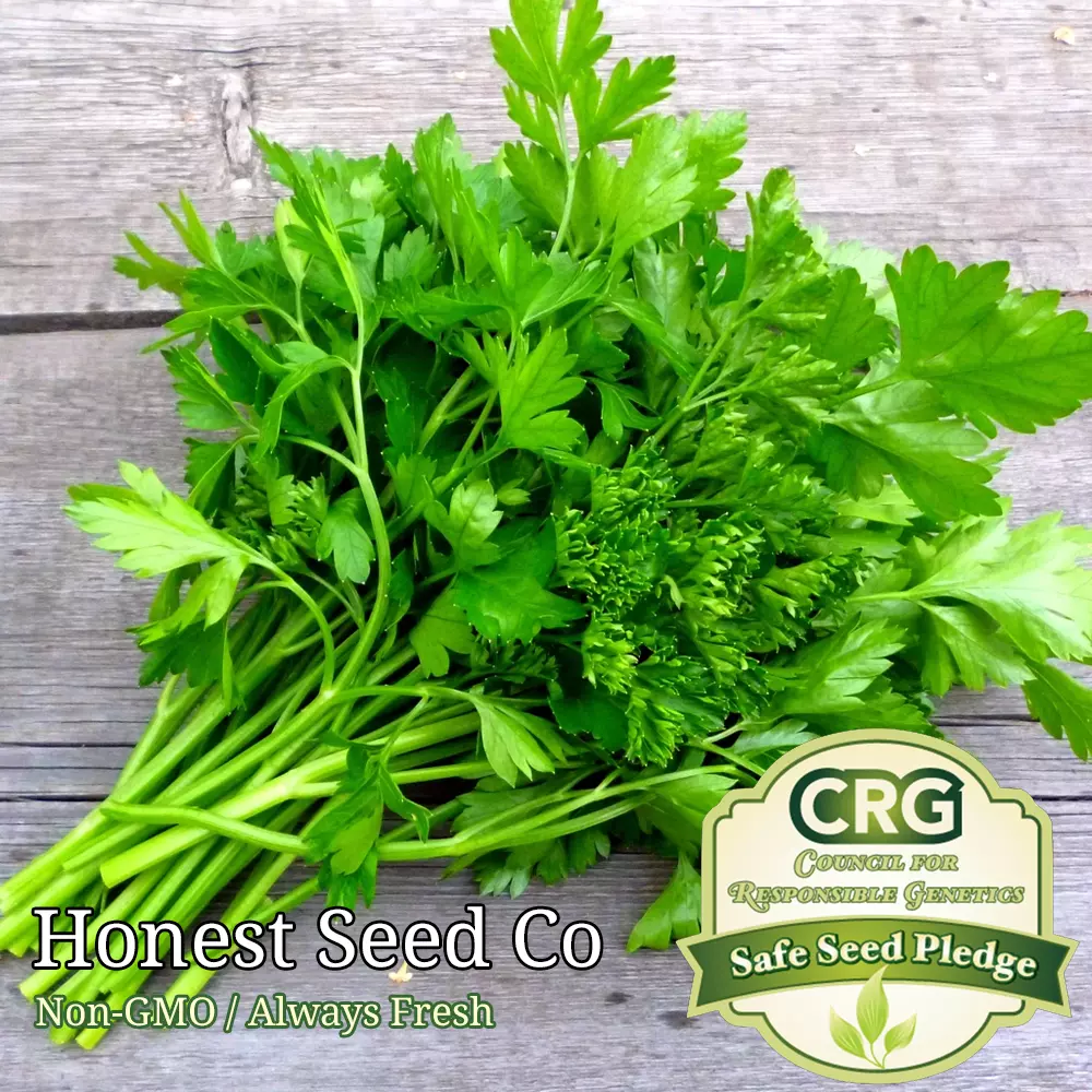 Italian Parsley Seeds | Non-GMO | Fresh Garden Seeds - $8.32