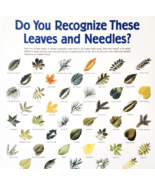 2002 International Paper Poster Life Of A Forest Tree Leaf Identificatio... - $29.25 CAD