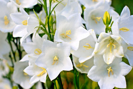 White Peach Leaf Bellflower 250 Seeds Large Bell Flowers Ez To Grow - $168.75 MXN