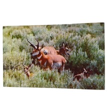 Postcard Western Antelope Family Chrome Unposted - £5.33 GBP