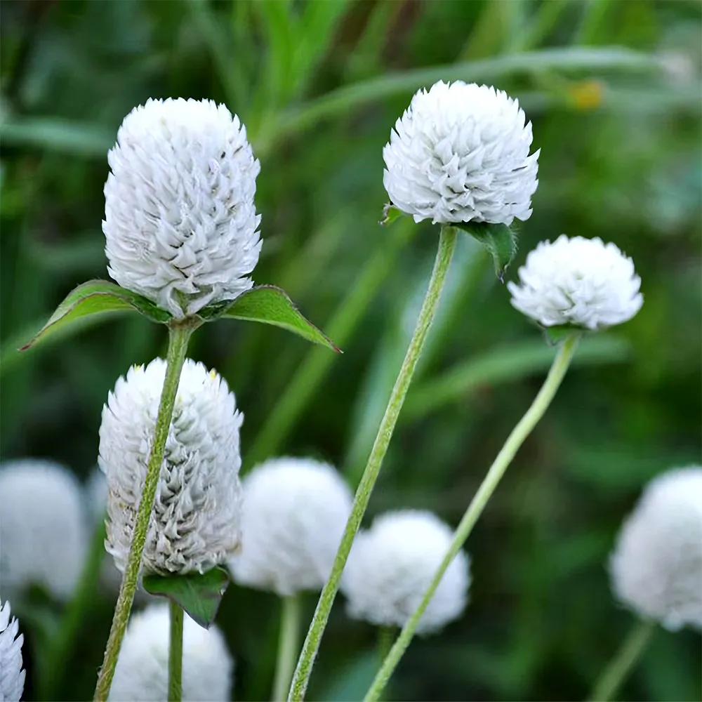 From US 200 SNOW WHITE Radiant Gomphrena Globosa Varieties Approx. 50cm ... - $7.99