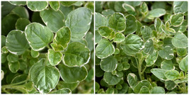 Variegated Oregano - 3" Pot - Live Plant - Colorful and Tasty! - $32.99