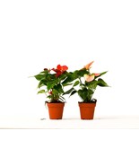 Exotic Blooms Anthurium Variety Pack - 4 Inch Potted Plants, 2 Unique Sp... - $1,387.35 MXN