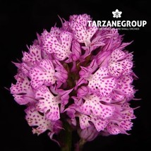 ORCHIS TRIDENTATA &quot;THREE-TOOTHED ORCHID&quot; EUROPEAN TERRESTRIAL ORCHID TUBER - $27.00