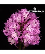 ORCHIS TRIDENTATA &quot;THREE-TOOTHED ORCHID&quot; EUROPEAN TERRESTRIAL ORCHID TUBER - $27.00