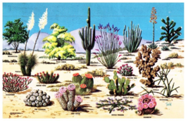 Cacti And Desert Flora Of The Great Southwest Cactus Postcard Posted 1966 - £5.47 GBP
