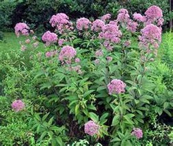 LimaJa Joe Pye Weed Eupatorium 200 Seeds, LimoJaya Best SALE - £2.38 GBP