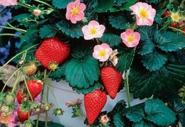 100 Strawberry hybrid sweet Fruit Seeds for Garden - £7.73 GBP