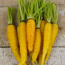 USA Seller Solar Yellow Carrot Garden Seeds Open Pollinated Container Gardening  - £9.68 GBP