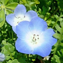 VP 1000 Baby Blue Eyes Seeds Flowers Groundcover Drought Tolerant Wildflower Ts - £5.01 GBP