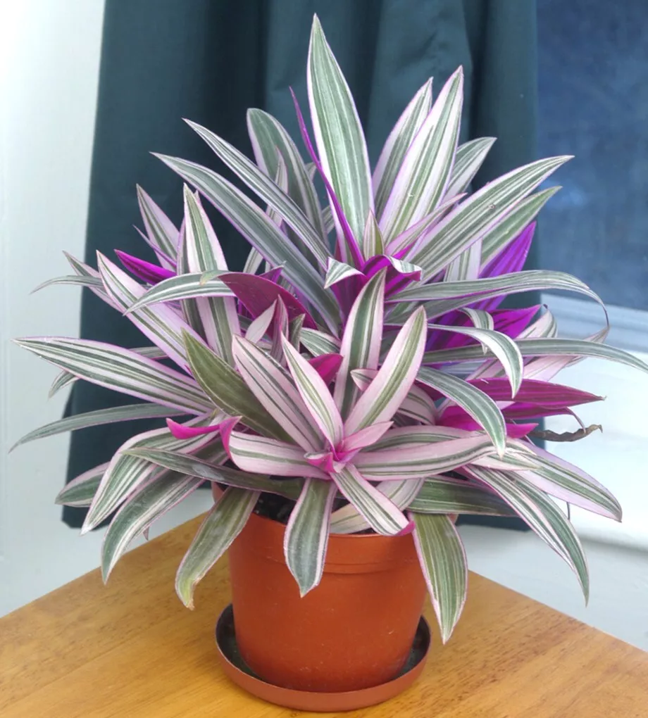 Rhoeo ‘Tricolor house plant- garden- flowers 15 Seeds - $8.50