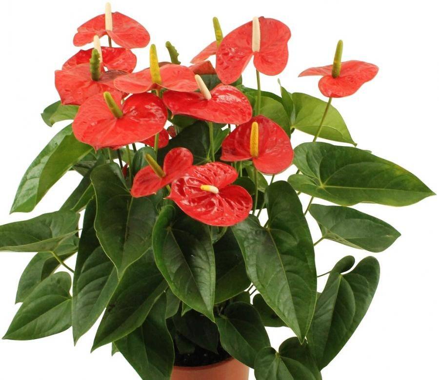 Red Sensation-Anthurium Well Rooted STARTER Plant - $16.98