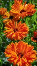seeds 100 calendula flower (calendula officinalis) organic, medicinal herb - $123.70 MXN