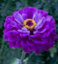 Classic Zinnia Elegans Flower, 50 Seeds D - £11.26 GBP