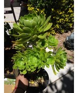 Green Aeonium Arboreum Tree (1 gal.pot) - $48.99