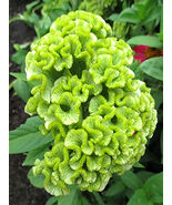 Cockscomb Green - $15.57 CAD