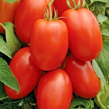 100 Seeds ROMA TOMATO Paste Sauce Canning Salads Garden/Patio Container Organic - £13.23 GBP