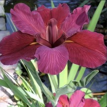 Best Louisiana Iris &#39;Red Velvet&#39; native American wildflower / Iris / Live Plant - £22.01 GBP