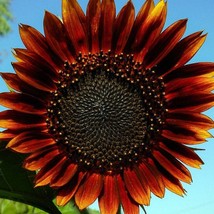 USA Seller Velvet Queen Sunflower Seeds Fresh Organic Heirloom Helianthus Annuus - £10.80 GBP