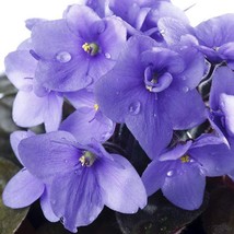 Garden Potted Plant 50 African Violet Seeds Saintpaulia - $79.12 MXN