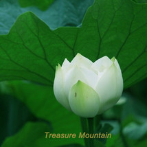 1 seed Purely White Nelumbo Nucifera China Beautiful Pad Flower Pond Seeds NF167 - $5.58