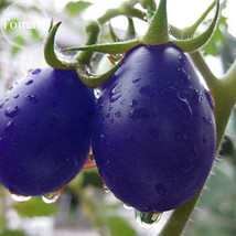 Mixed Pear Shaped And Round Purple Cherry Tomato 100 Seeds Edible Organic Balcon - $11.98