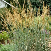 500 Indian Grass Seeds Prairie Grass Wildflower Clumping Ornamental Drou... - $55.46 MXN