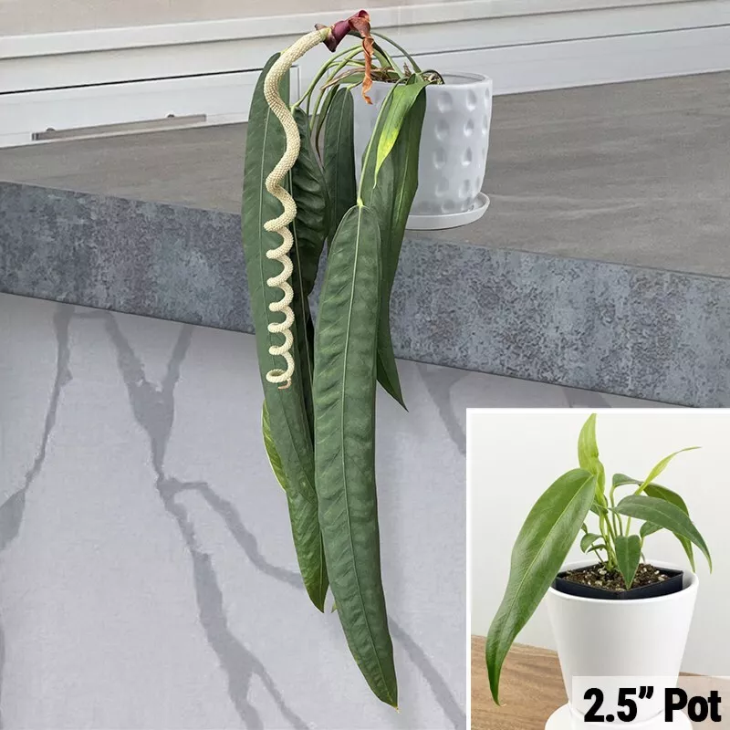 WTR 15 Anthurium Wendlingeri Flowers Easy To Grow Garden Tree Planting S... - £8.40 GBP