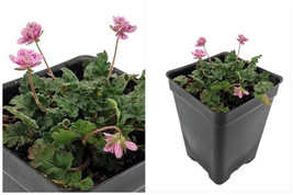Double Pink Fairy Erodium - Cranesbill/Alpine Geranium -2.5" Pot - Fairy Garden - $35.99
