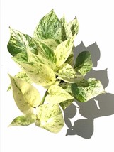 2 stem Snow Queen Pothos plant cutting- Epipremnum aureum &#39;Snow Queen&#39; P... - $191.56 MXN