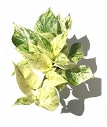 2 stem Snow Queen Pothos plant cutting- Epipremnum aureum &#39;Snow Queen&#39; P... - $189.44 MXN