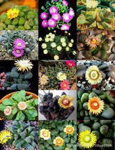 Flowering Aloinopsis Mix Rare Exotic Succulent Mesemb Living Stone Seed 20 Seeds - £7.20 GBP