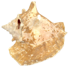 Conch Sea Shell 5&quot; x 7&quot; x 8&quot; Harvest Hole Shedding Beach Decor - £15.81 GBP