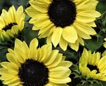 Beautiful Sunflower Seeds Moonshine 50 Seeds Fast Shipping - $7.99