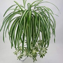 Gwokwai 2Pcs. Artificial Chlorophytum, 25.5In Faux Plant Hanging Basket - £35.52 GBP